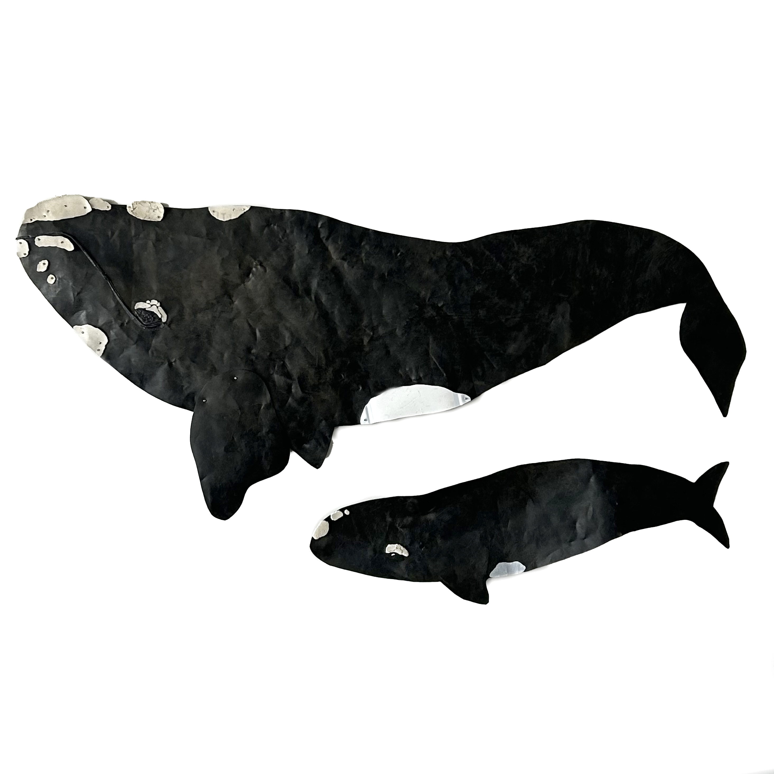 Image of whales