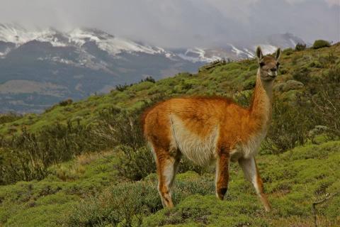 Image of an alpace in front of scape of a mountain