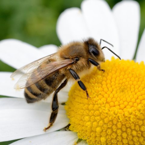 Image of a bee on a flower