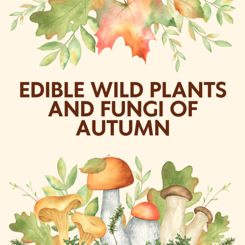 Edible Wild Plants and Fungi of Autumn