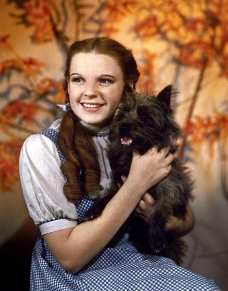 Judy Garland as Dorothy holding her dog Toto.