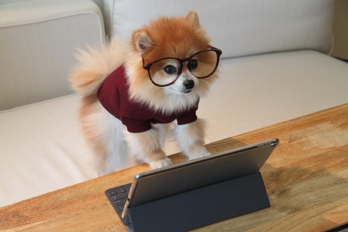 A cute dog in reading glasses in front of a computer