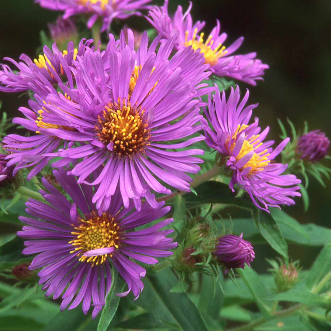 Image of an Aster Plant